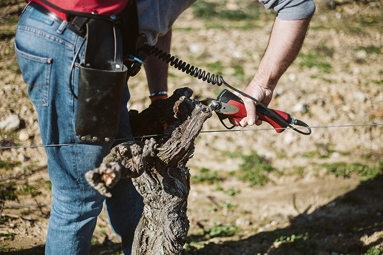 biggin-hill-kent-tree-removal-b