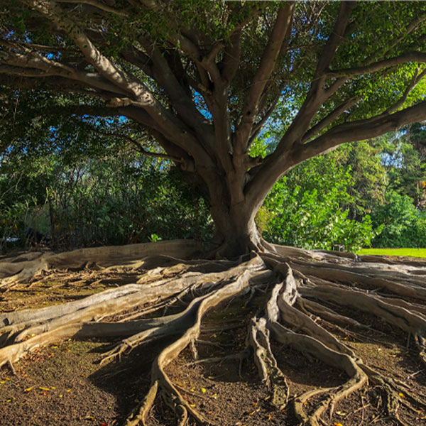 biggin-hill-kent-tree-roots-removal-a