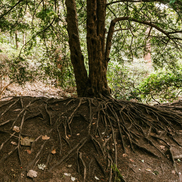 biggin-hill-kent-tree-roots-removal-c