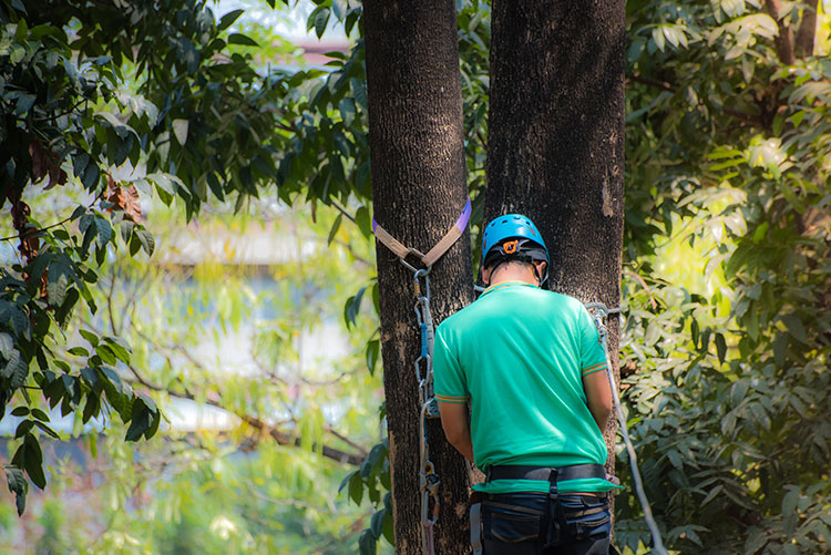 comprehensive-tree-care-wallington-sutton-surrey