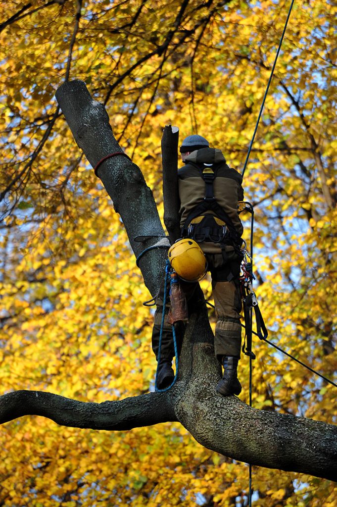 experienced-arborists-wallington-sutton-surrey