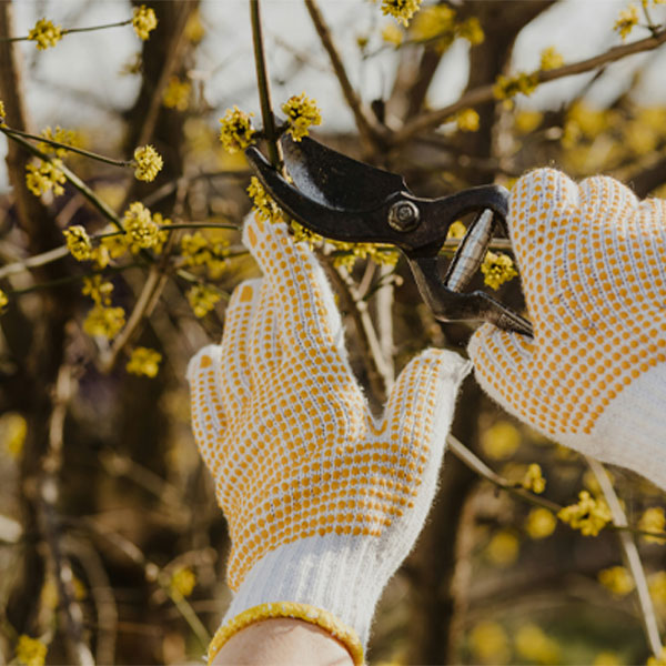 promoting-tree-health-biggin-hill-kent