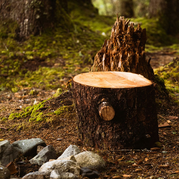 stump-removal-wallington-sutton-surrey
