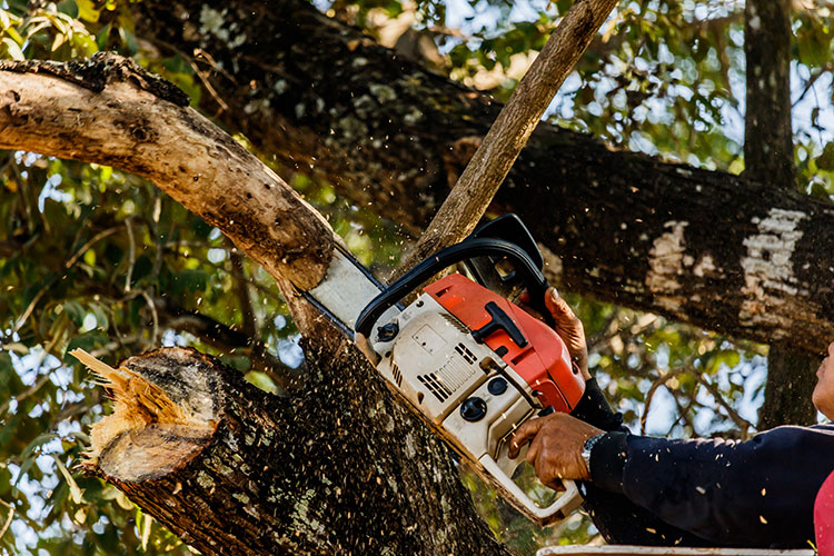 tree-cutting-equipment-wallington-sutton-surrey