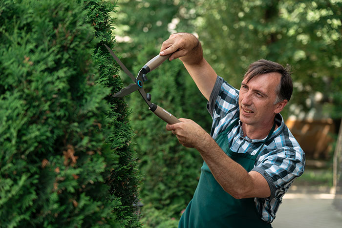 wallington-sutton-surrey-prunning-d