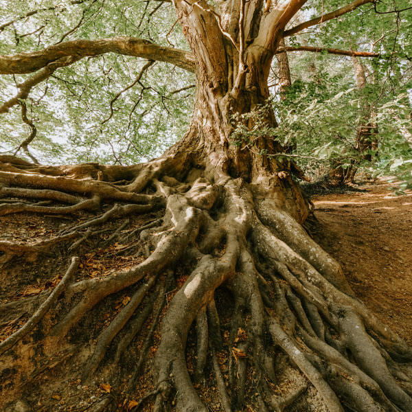 wallington-sutton-surrey-roots-removal-b