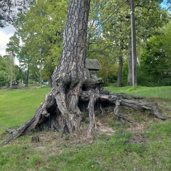 wallington-sutton-surrey-tree-roots-removal-d