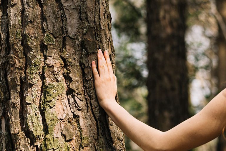 Tree Regulations and Permissions - Tree Thyme | Tree Surgeons | Felling ...