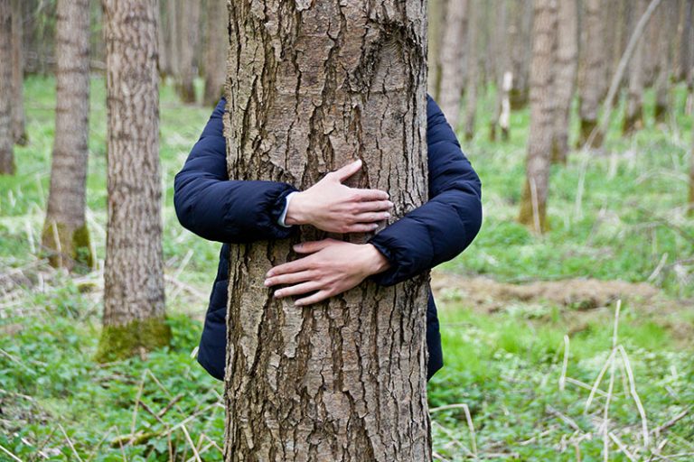 Tree Regulations and Permissions - Tree Thyme | Tree Surgeons | Felling ...
