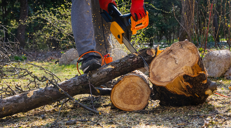 Choosing-a-Tree-Surgeon-img-a