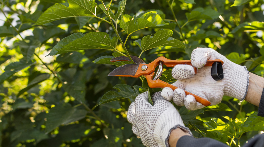 Choosing-a-Tree-Surgeon-img-c