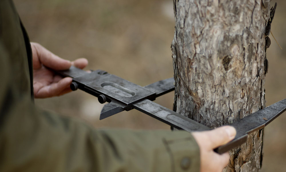 The-Benefits-of-Regular-Tree-Maintenance-and-Tree-Surgery-img-c