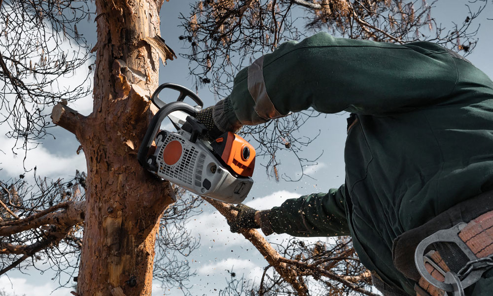 The-Benefits-of-Regular-Tree-Maintenance-and-Tree-Surgery