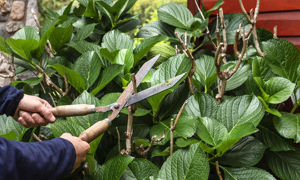 What-does-a-tree-surgeon-do-img-d