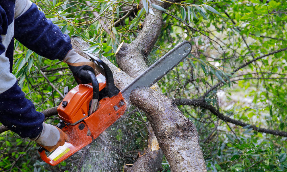 What-does-a-tree-surgeon-do-img-e
