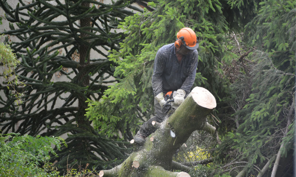 What-does-a-tree-surgeon-do