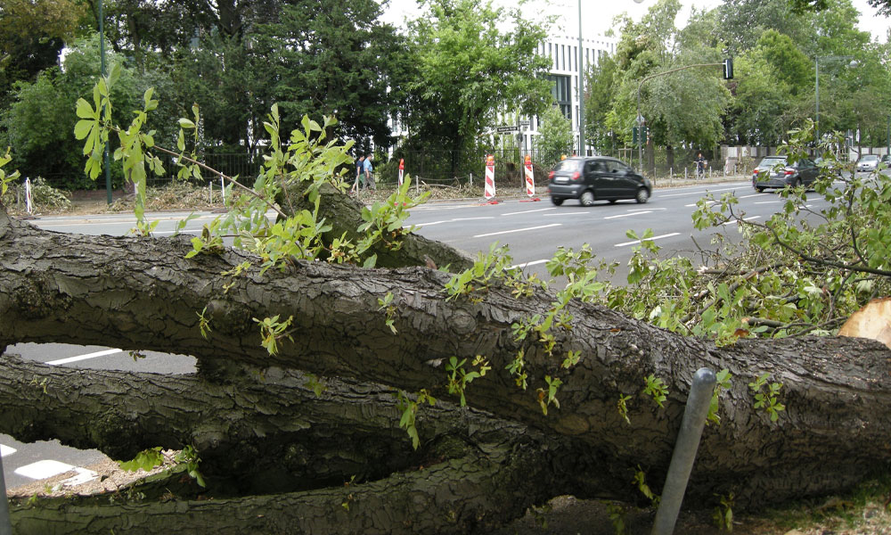 When-is-Emergency-Tree-Surgery-Needed-img-f