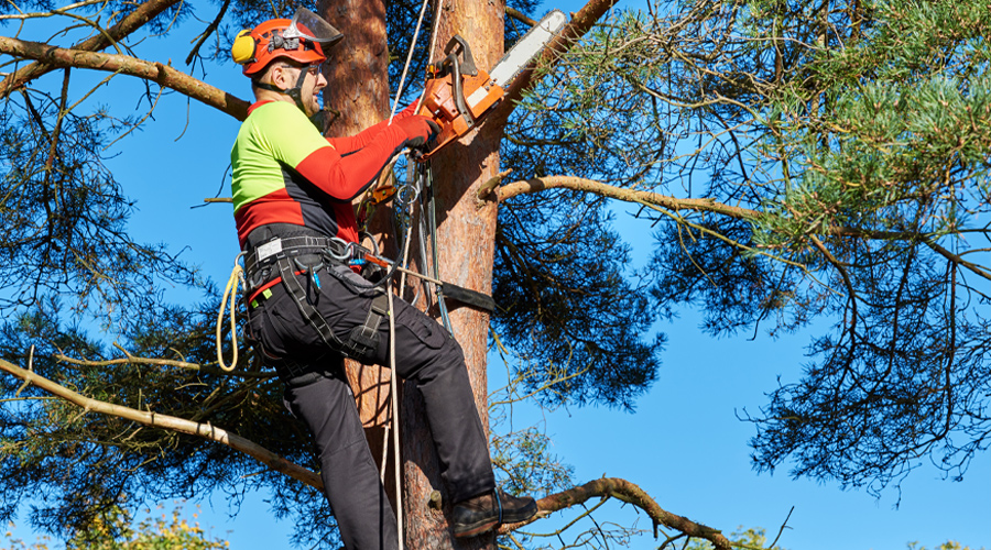 find-best-tree-surgeon-for-your-Croyrdon-Garden-img-e