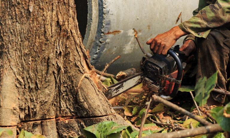 Seven tree surgery techniques arborists use and why - Tree Thyme | Tree ...