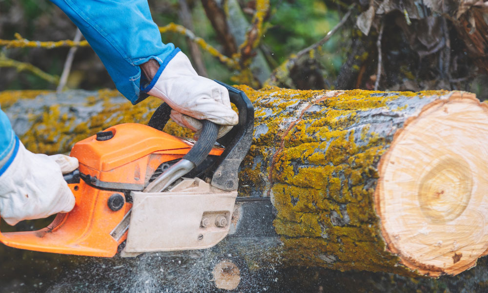 The-Hidden-Benefits-of-Tree-Surgery-img-f