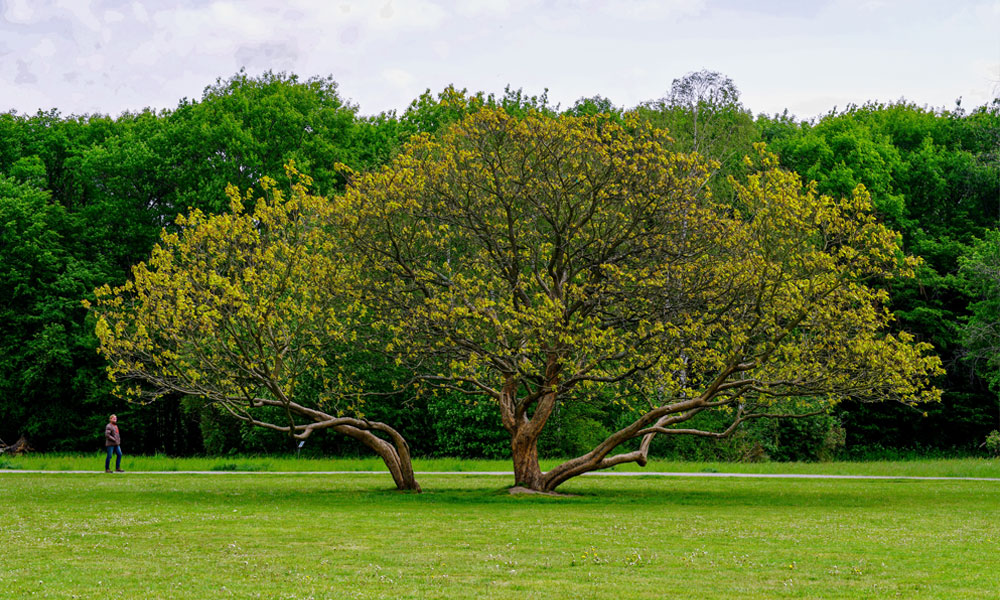 Top-tips-to-keep-your-Sutton-trees-healthy-img-f