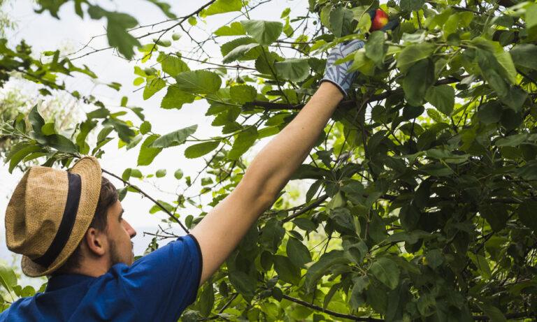 When & Why To Get Tree Surgery - Tree Thyme | Tree Surgeons | Felling ...