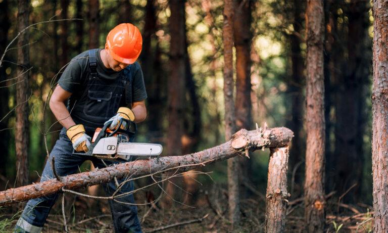 When & Why To Get Tree Surgery - Tree Thyme | Tree Surgeons | Felling ...