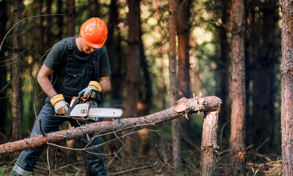 When-&-Why-To-Get-Tree-Surgery-img-e