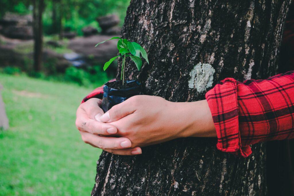 Top-tips-to-keep-your-Sutton-trees-healthy
